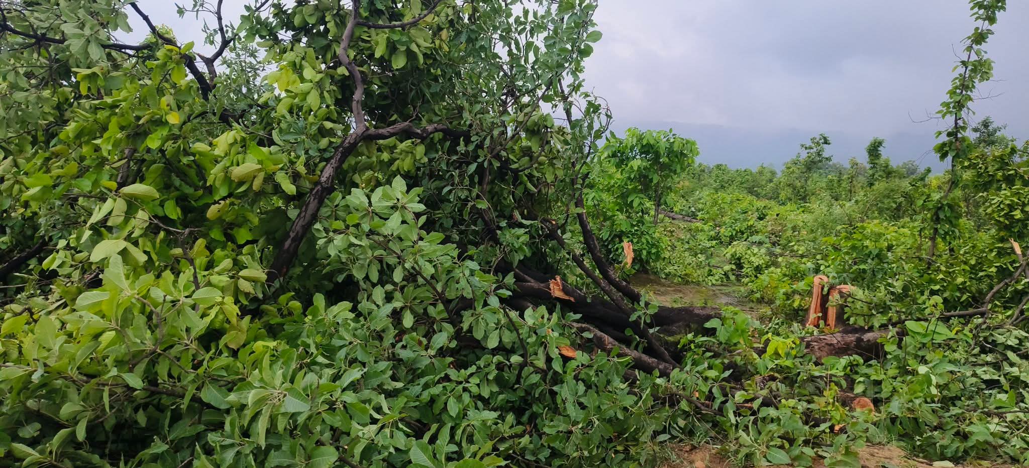 चौमासे की शुरुआत में ही हरेभरे दरख़्तों की सरेआम हत्या, तीन दिनों से जारी है पॉलीटिकल ड्रामा, भाजपा और कांग्रेस एक दूसरे के माथे मढ़ रहे आरोप
